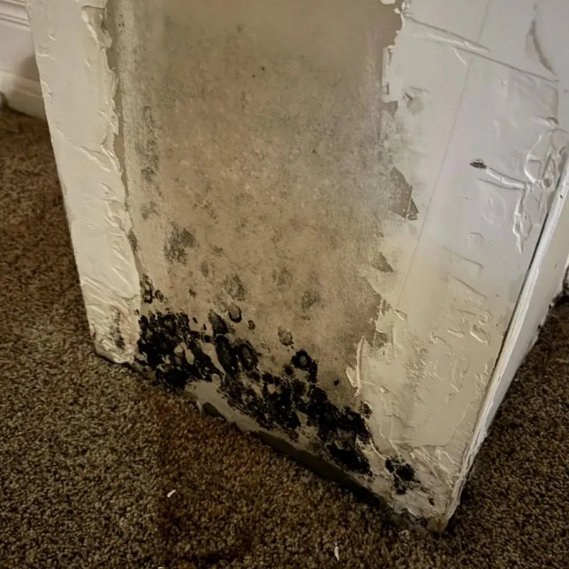 Professional Mold Removal in Wetzel County, WV
